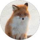 Winter Fox profile picture